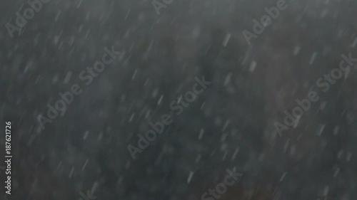 snowfall against the background of a spruce dark forest.