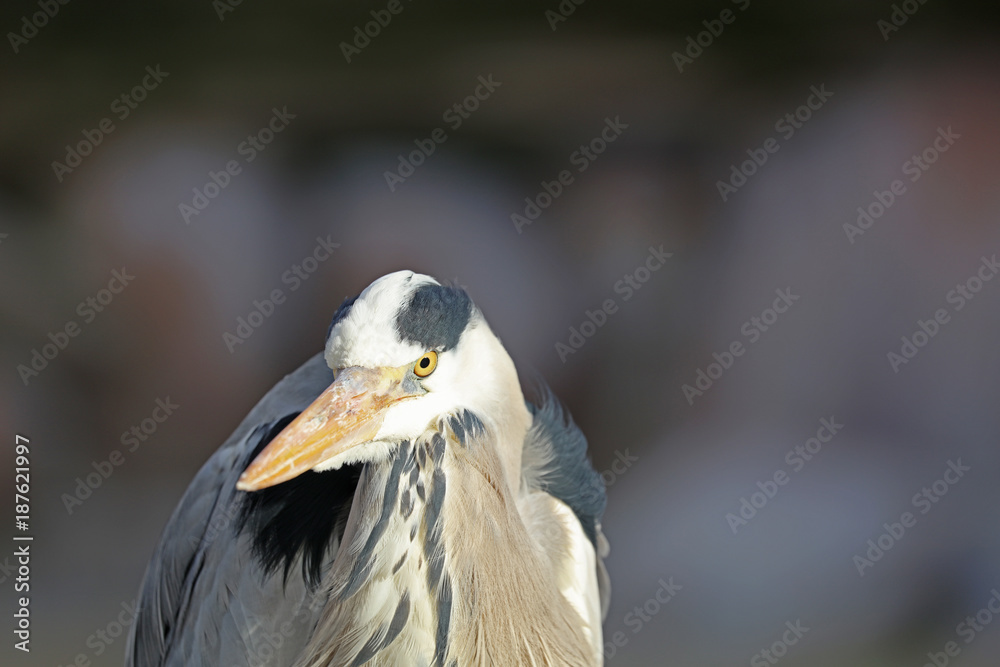 Graureiher bei der Jagd auf Beute Graureiher bei der Jagd auf Beute