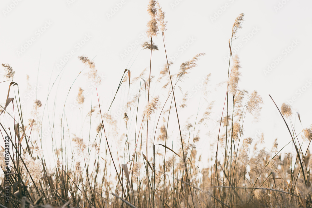Fototapeta premium thicket of reeds
