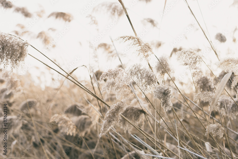 Obraz premium thicket of reeds