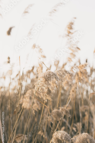 thicket of reeds