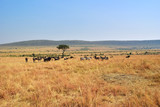 Masai Mara, Kenya, Africa