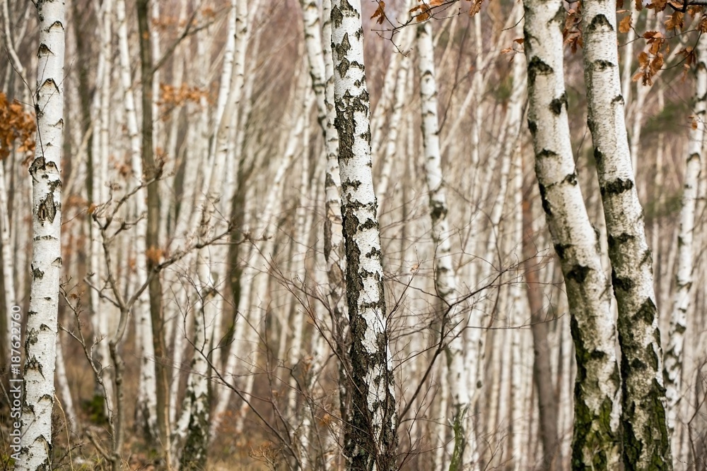 Fototapeta premium Birch autumn forest. Betula pendula (Silver Birch). Dense forest. White birch trees in row. Country Slovakia, Europe.