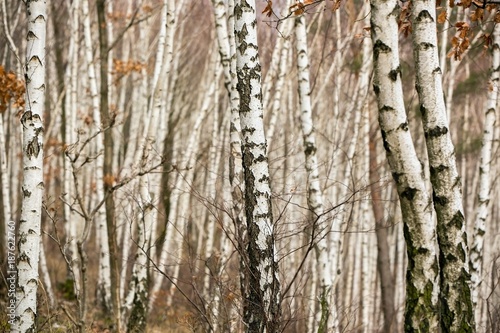 Birch autumn forest. Betula pendula  Silver Birch . Dense forest. White birch trees in row. Country Slovakia  Europe.