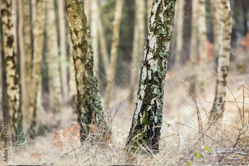 Fototapeta Naklejka Na Ścianę i Meble -  Birch autumn forest. Betula pendula (Silver Birch). Dense forest. White birch trees in row. Country Slovakia, Europe.