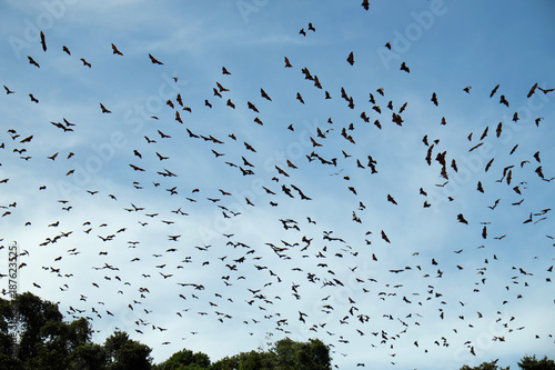 Obraz na plátně bats flying over the sky