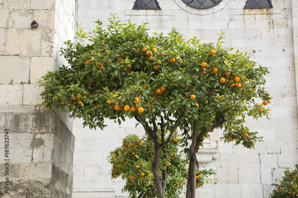 Orange Tree outside Cathedral, Lisbon