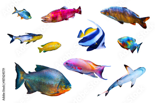 Fish collection isolated on white