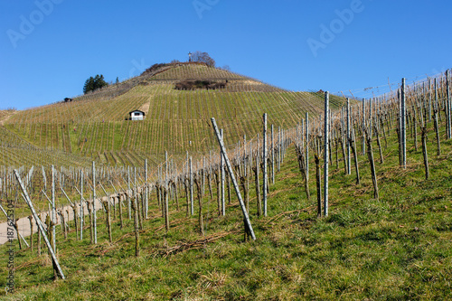 Weinberge am Scheurberg bei Neckarsulm photo