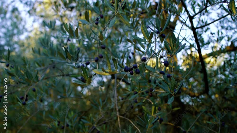 Closeup of Ripe Olives on the Olive Tree at sunset Closeup of Ripe Olives on the Olive Tree at sunset