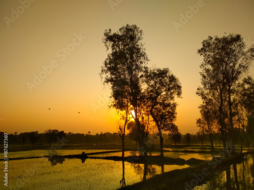 Bird flying during sunset in agricultural land