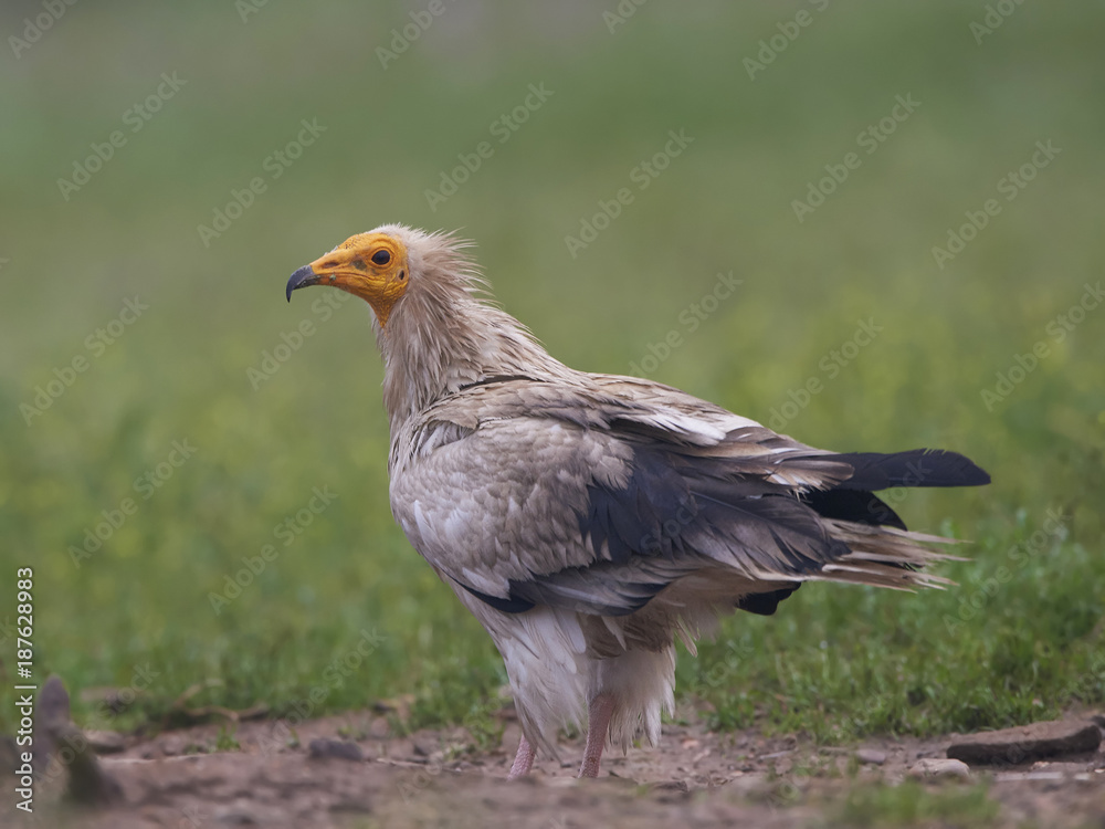 Egyptian vulture (Neophron percnopterus) Egyptian vulture (Neophron percnopterus)