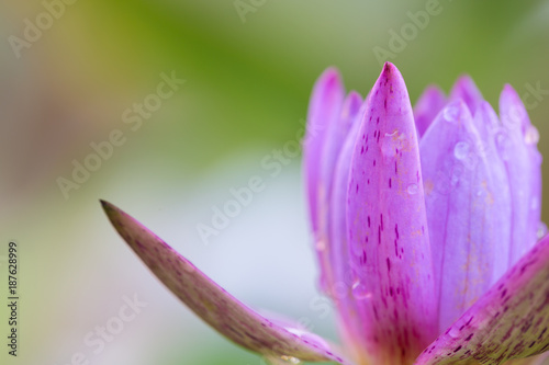 Close up of a purple water lily bloom