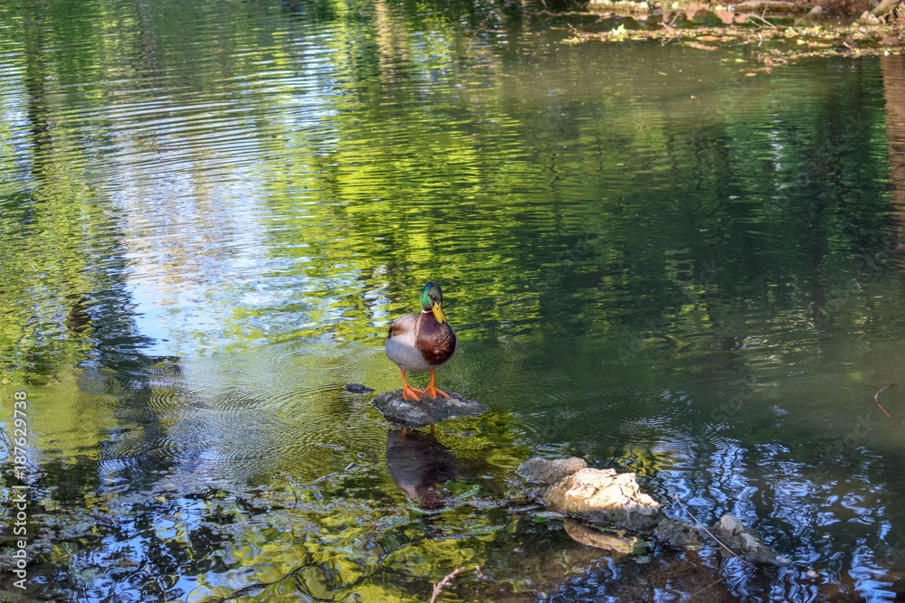The hard life of a duck The hard life of a duck