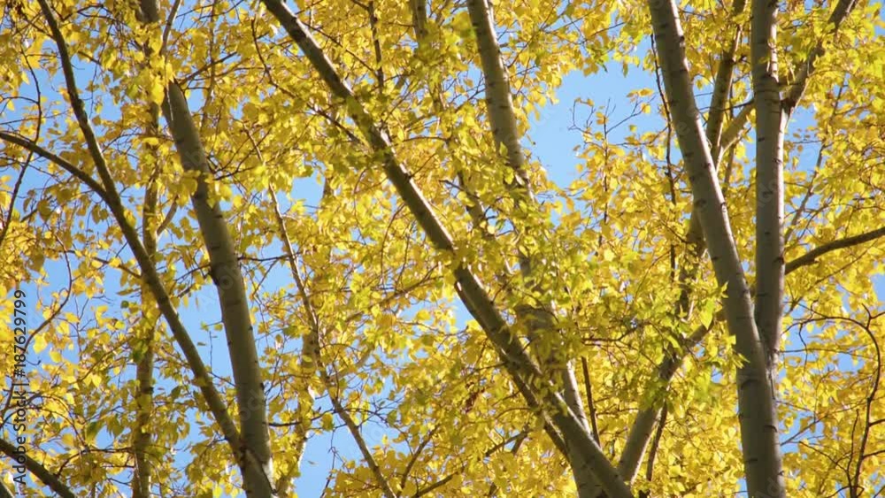 Grove of yellow colored autumn aspen poplar trees Grove of yellow colored autumn aspen poplar trees