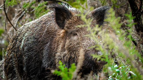 Wild Boar