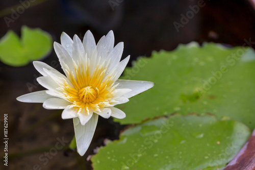 White lotus flower opened on a pond with yellow center and waterlilies around.