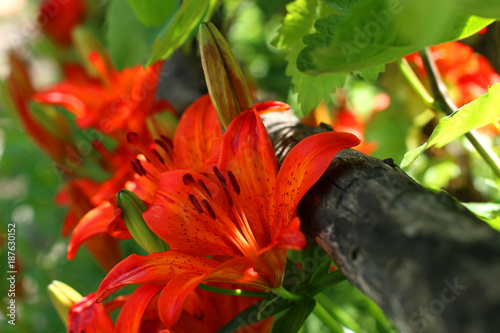 Orange lilies in the garden