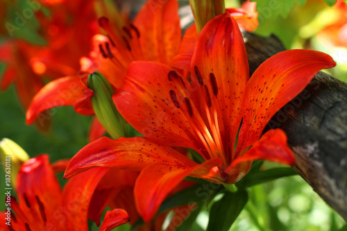 Orange lilies in the garden