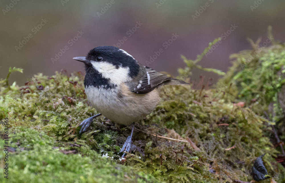 Obraz premium Coal Tit