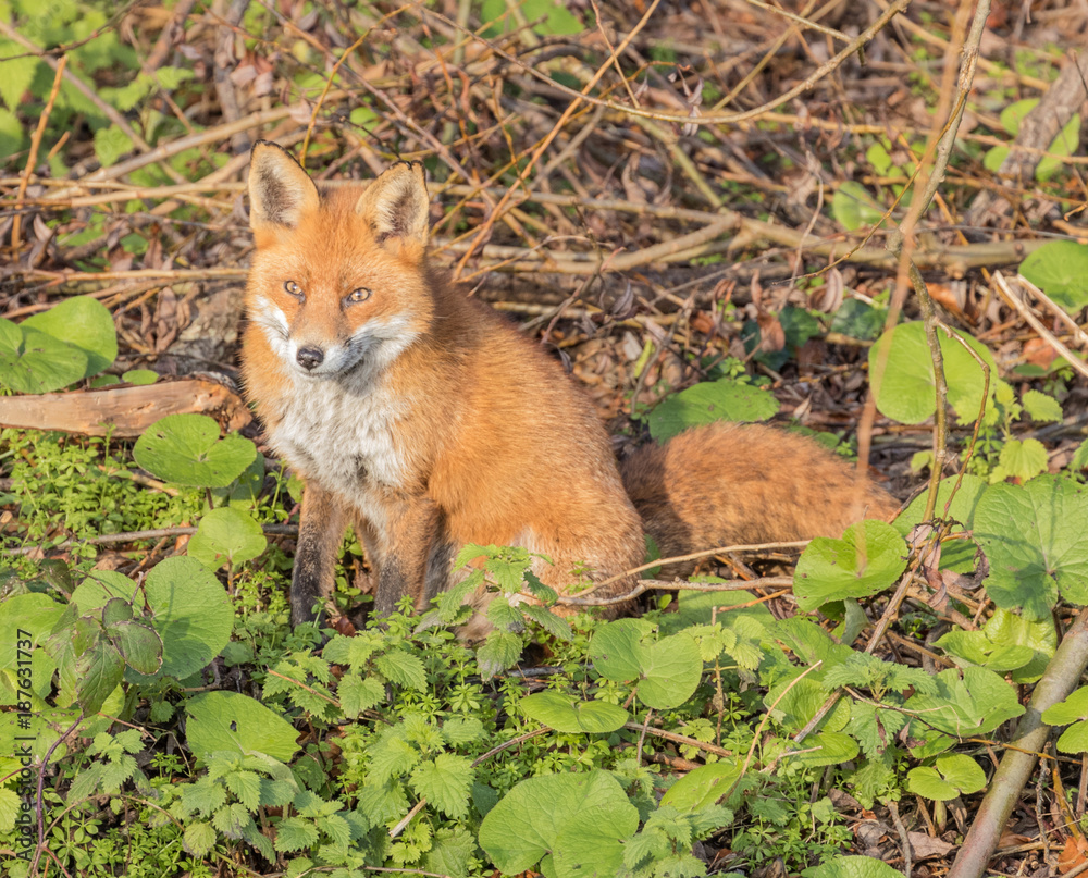 Red Fox posing in sunshine