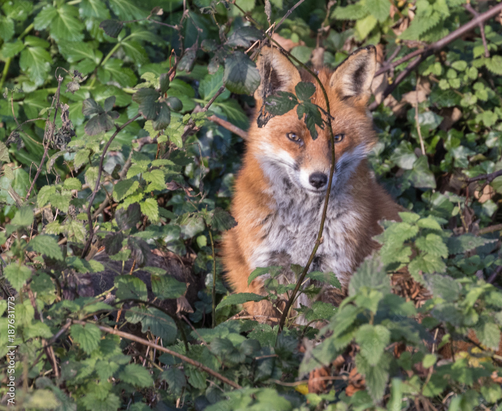 Red Fox posing in sunshine Red Fox posing in sunshine
