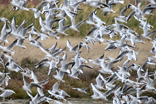 A large flock of black-headed gulls on takeoff