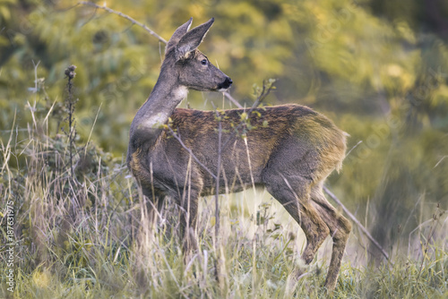 roe deer female