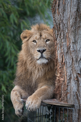 Fototapeta Naklejka Na Ścianę i Meble -  Asiatischer Löwe auf Plattform liegend