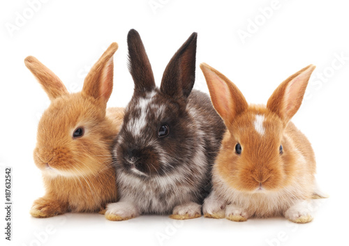 Murais de parede Three little rabbits.