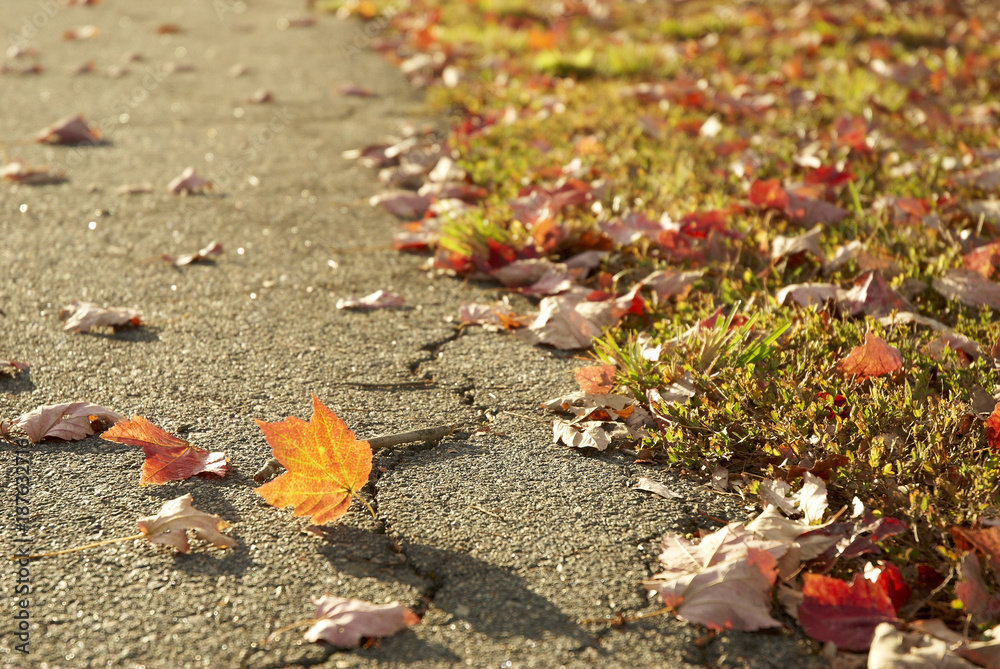 This image shows an autumn view