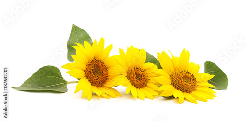 Fototapeta Naklejka Na Ścianę i Meble -  Three yellow sunflowers.