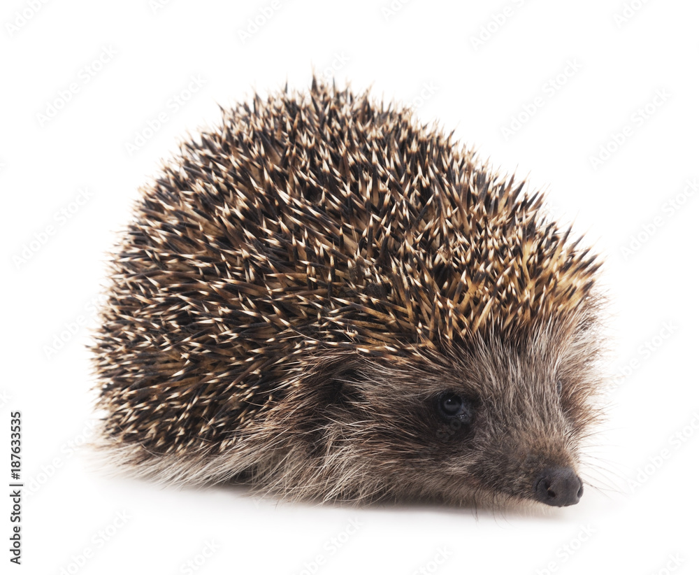 One brown hedgehog. One brown hedgehog.
