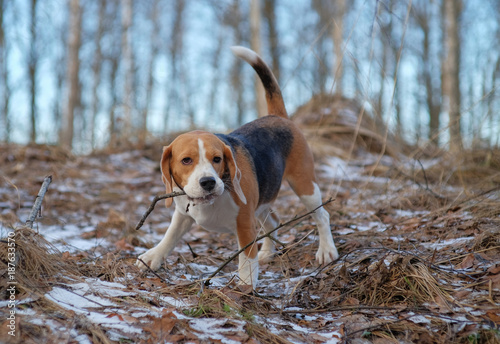 Fototapeta Naklejka Na Ścianę i Meble -  Beagle dog walking in the winter forest