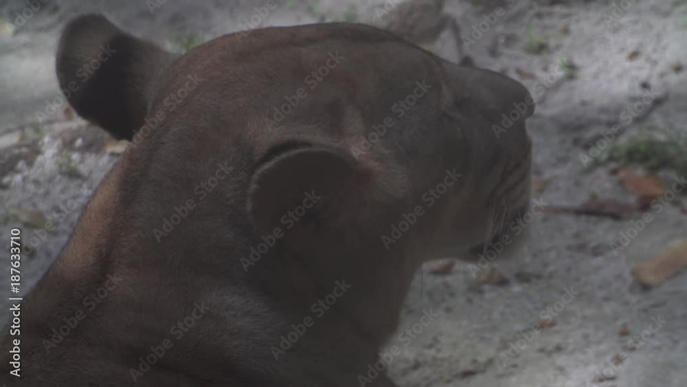 the head of a lioness closeup