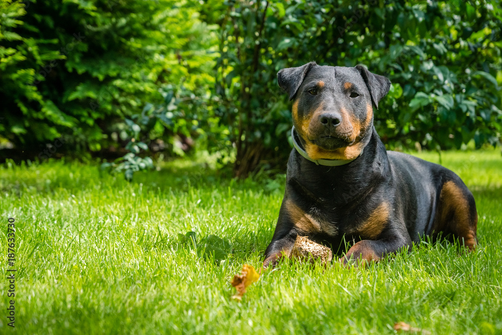German hunting terrier lying on the grass German hunting terrier lying on the grass