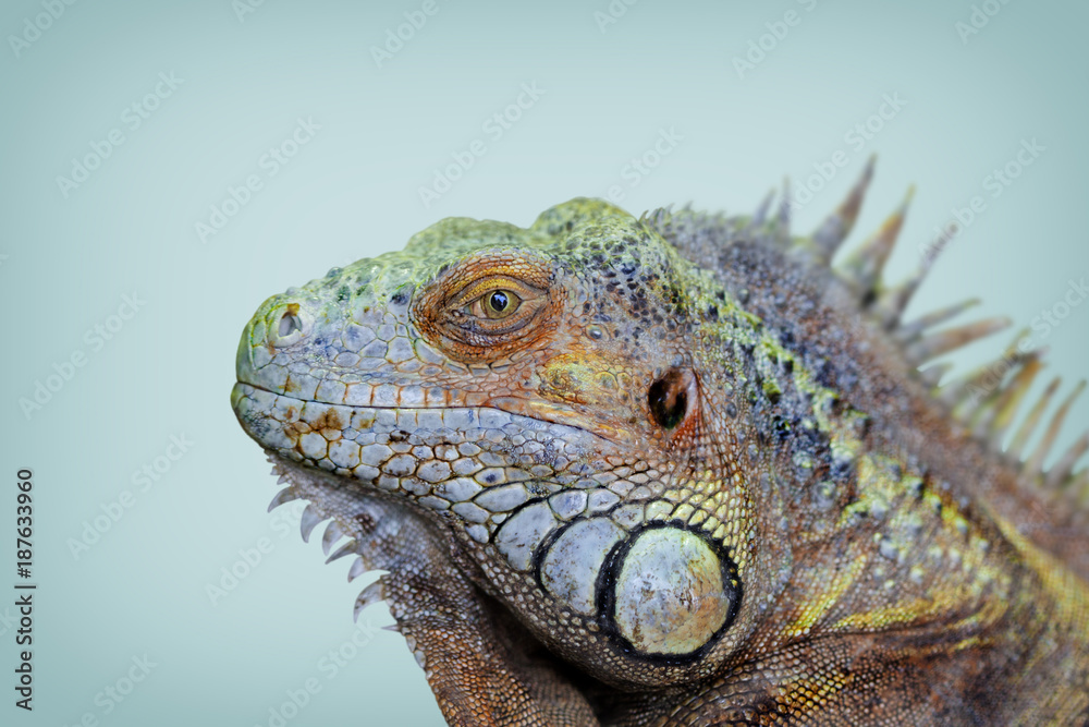 Fototapeta premium Green Iguana portrait