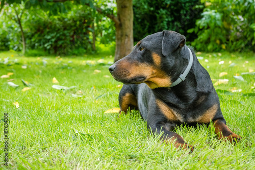 German hunting terrier lying on the grass