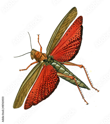 Illustration of insects.