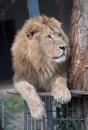 Fototapeta Naklejka Na Ścianę i Meble -  Asiatischer Löwe auf einer Plattform liegend