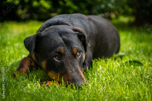 German hunting terrier lying on the grass