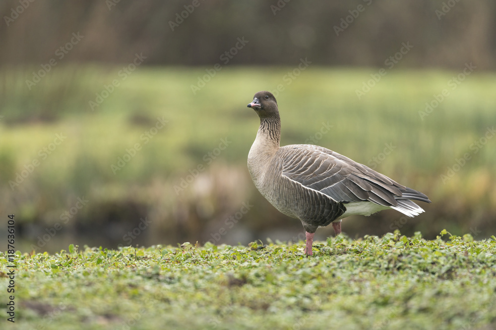Pink footed goose_000000899424_21 Pink footed goose_000000899424_21