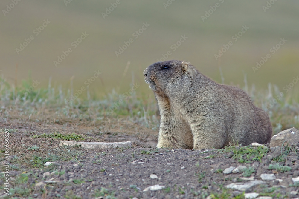 Fototapeta premium big furry marmot in steppe