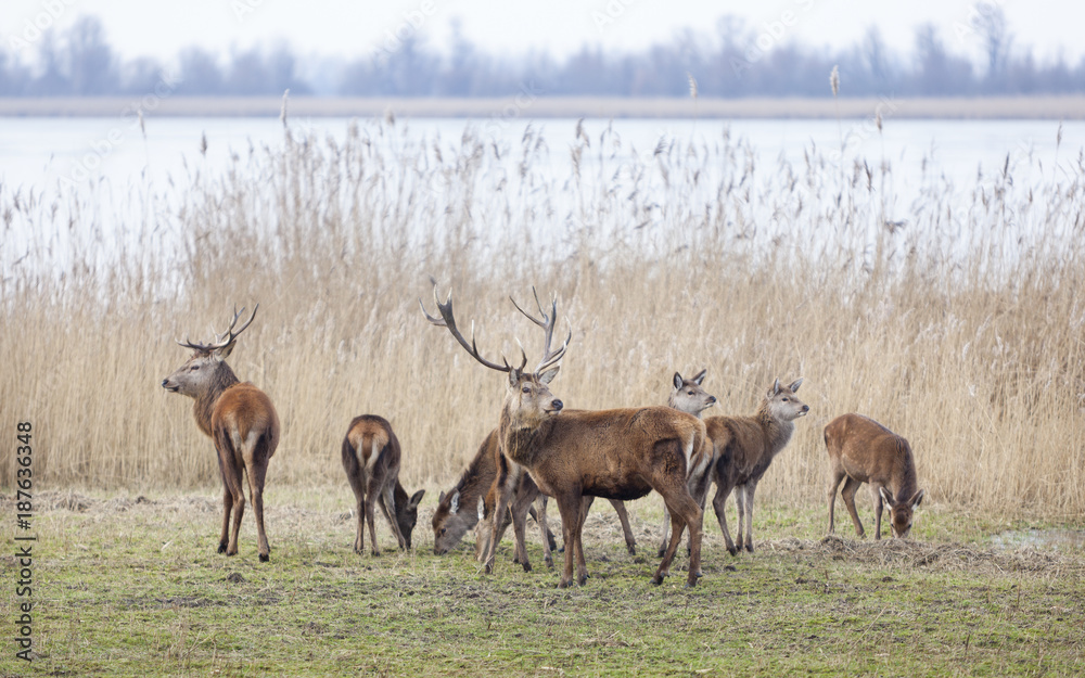 male red deer protect young in oostvaarders plassen near lelystad in the netherlands male red deer protect young in oostvaarders plassen near lelystad in the netherlands