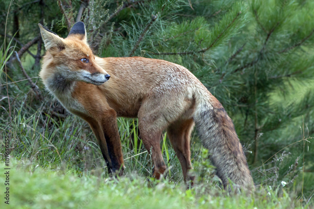 red fluffy Fox in the forest