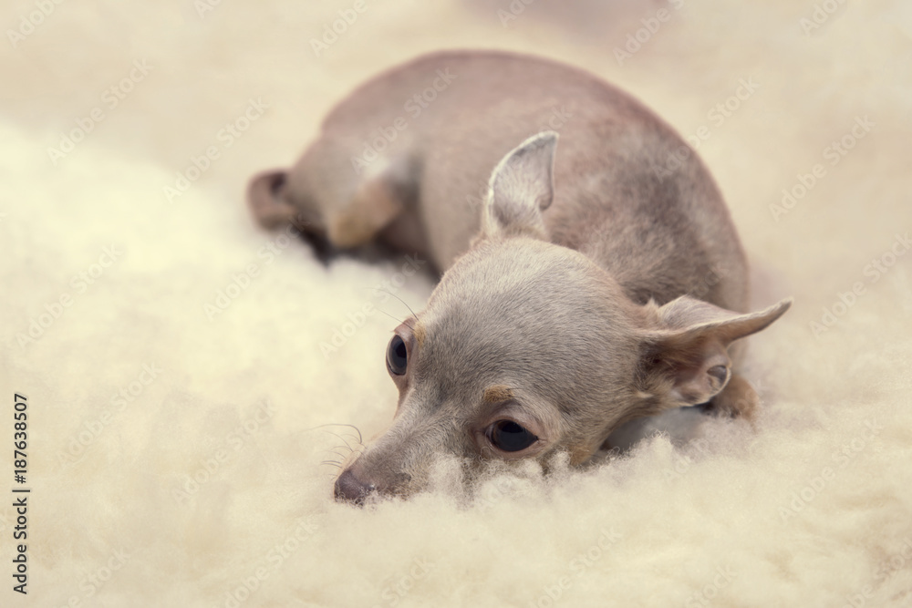 little purple toy-Terrier on the soft rug of sheepskins little purple toy-Terrier on the soft rug of sheepskins