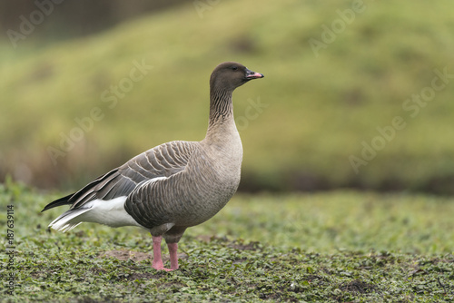 Pink footed goose_000000899424_3