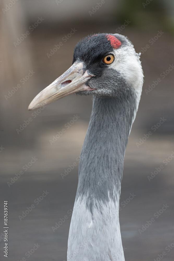 gray crane closeup portrait