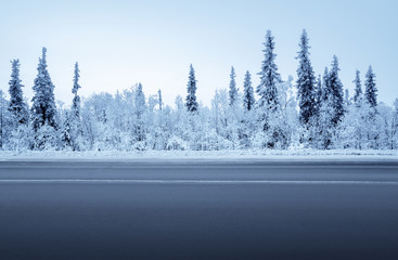road in winter forest