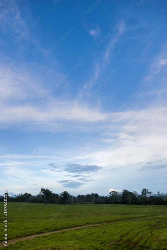 Farm in Izabal Guatemala, cattle pasture for tropical climate Farm in Izabal Guatemala, cattle pasture for tropical climate
